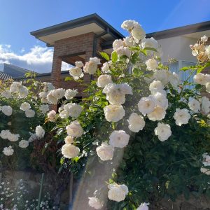 roses