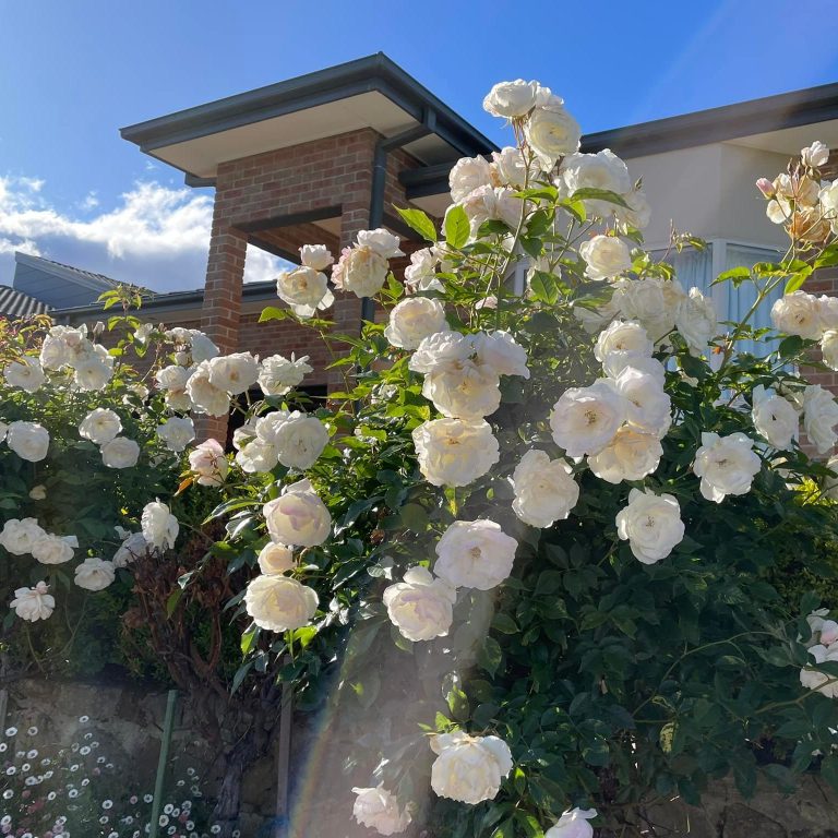 roses